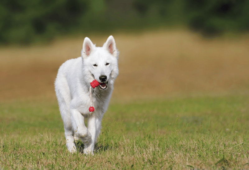 A dog holding a ball in its mouth 