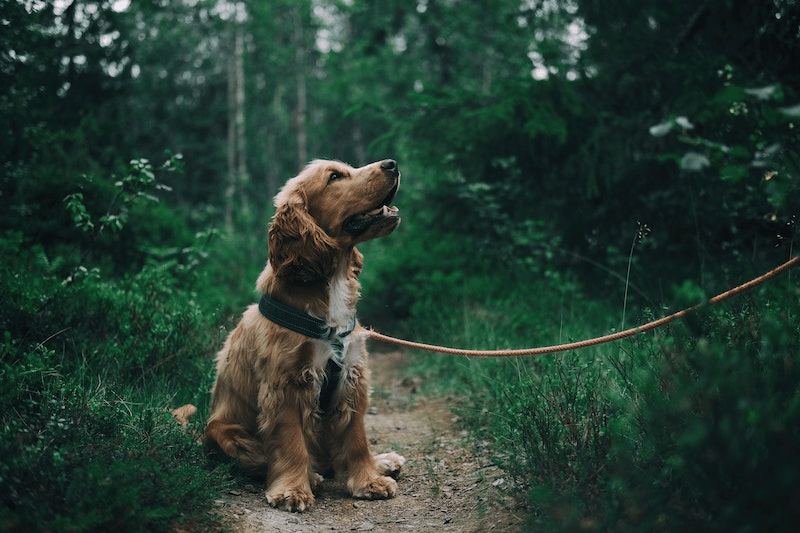 A dog on a leash in a forest 