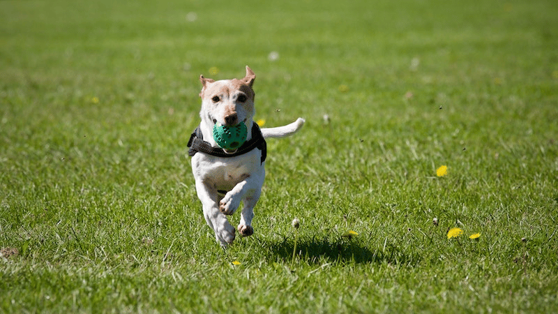 A dog running across a field with a ball in its mouth 