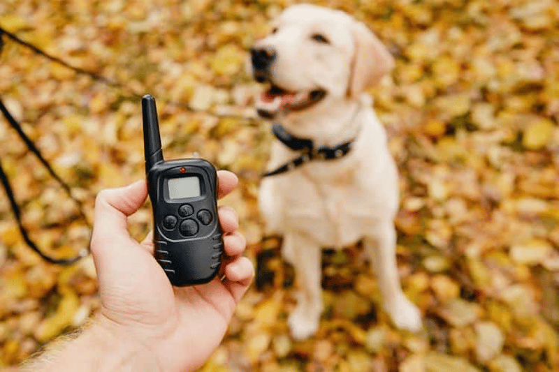 A dog with a remote controlled tag