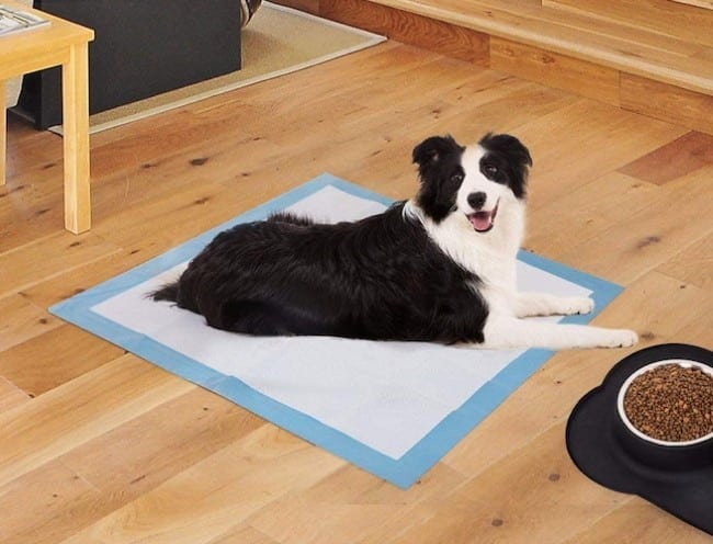 How Do Puppy Pads Work?