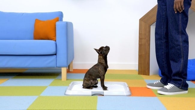 Uses Of Puppy Potty Pads