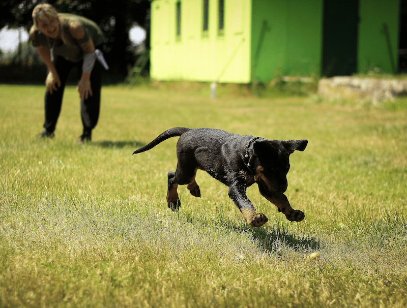 An owner training a dog 