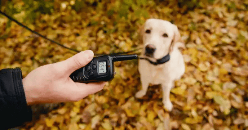 A remote control dog collar 