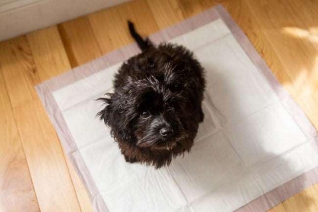 How To Take Your Dog Through Successful Potty Training