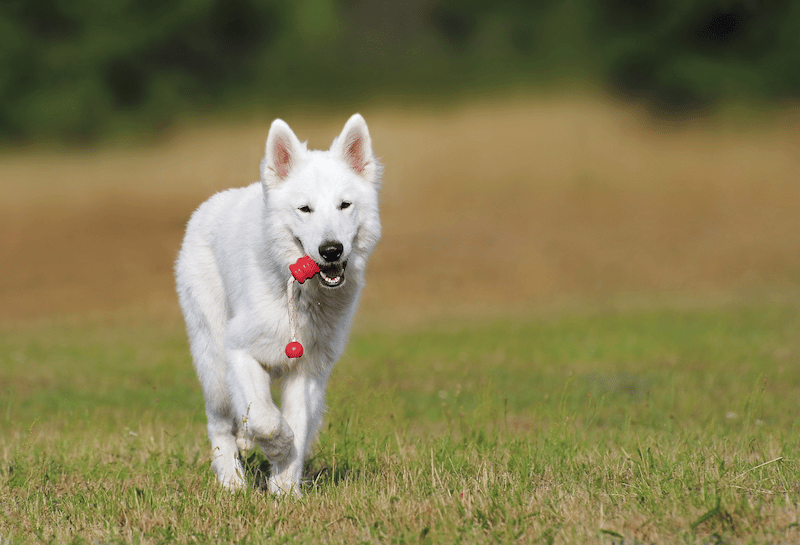 A dog on the field 