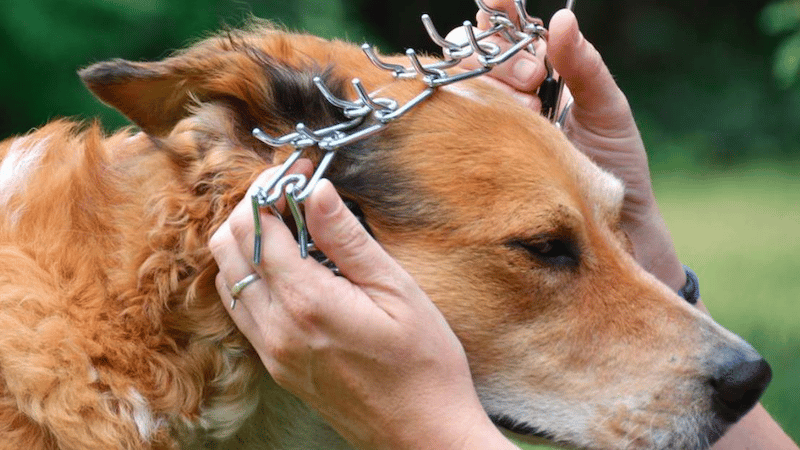 A dog with a slip on neck chain