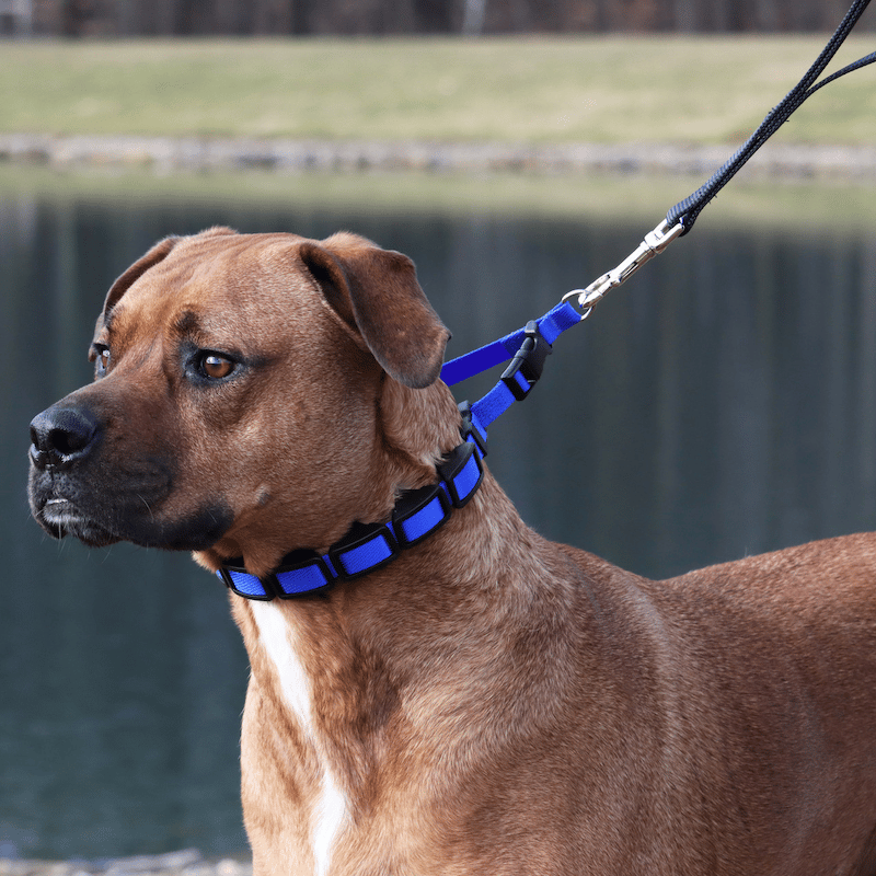 A dog on a leash 