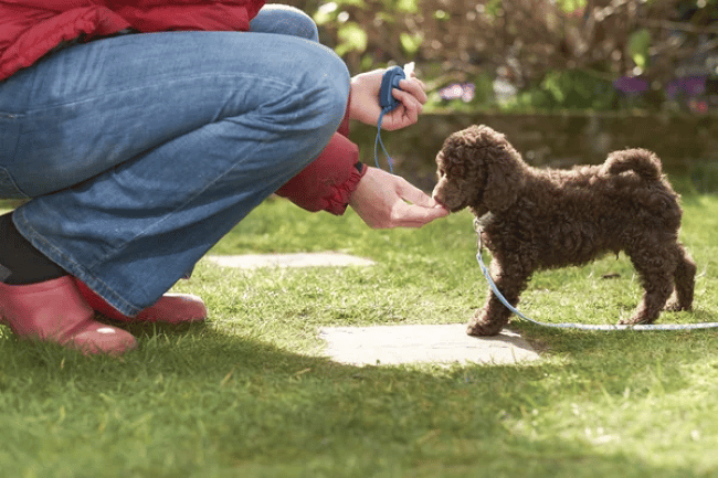 A woman using a clicker with her dog