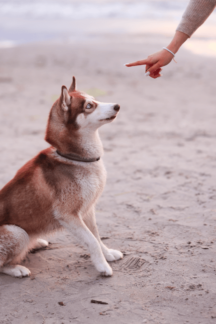 A woman training her dog