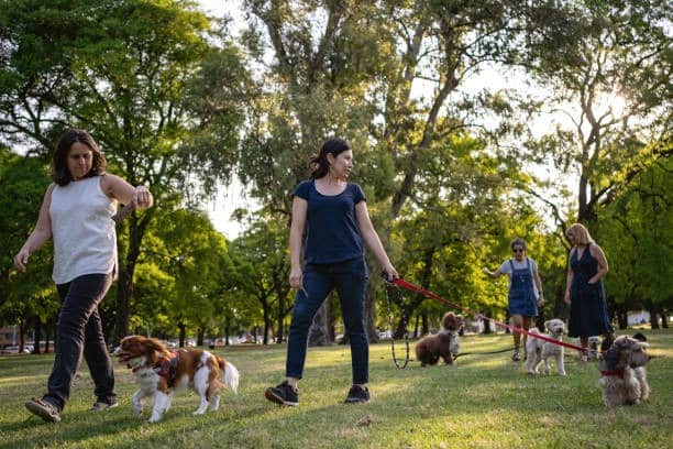 Things You Need To Know Before Taking Your Dog To The Dog Park