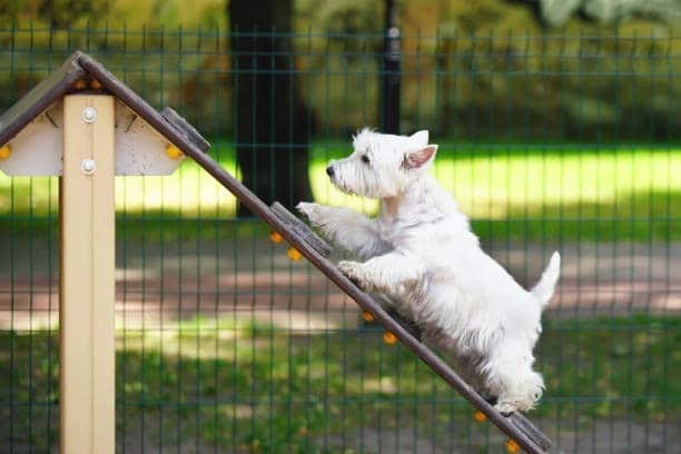 The Risks Associated With Dog Parks