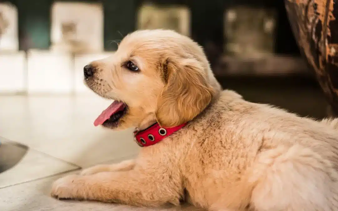 Are You A First Time Dog Owner? What to Expect When You’re Adopting a New Dog