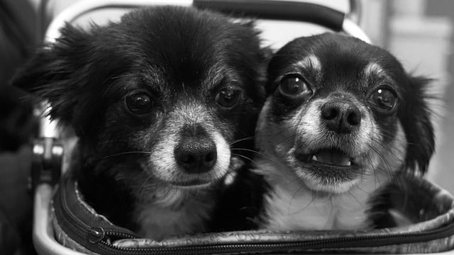 Free Chihuahua Duo photo and picture