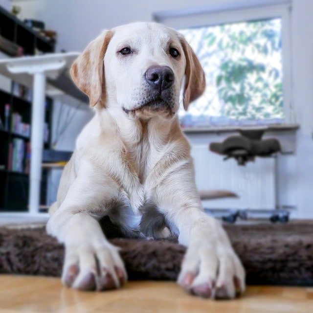 Dog looking at camera from above 