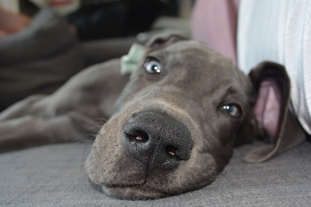 Dogs nose in close up photo