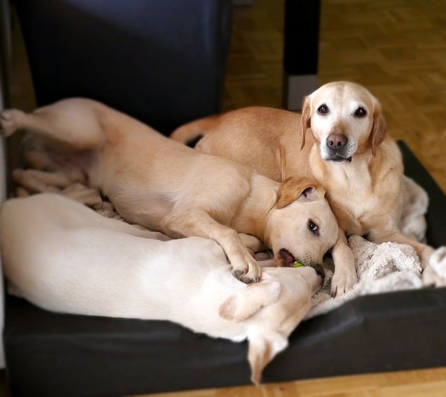 Two dogs in their bed