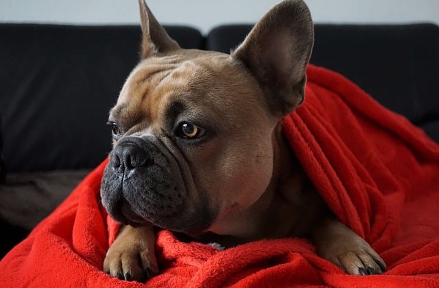 French Bulldog On The Couch