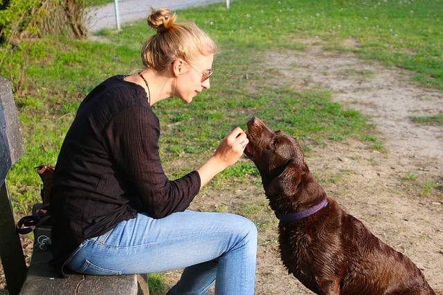 Dog taking treat from owner 