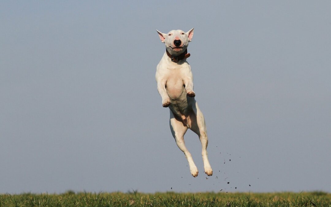 Dog Training Methods: Pros, Cons, and Effective Strategies