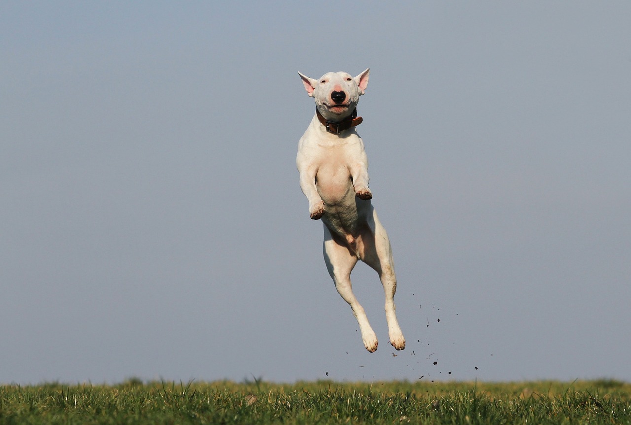 dog training methods