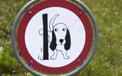 How to Get Rid of Dog Pee Smell: Complete Odor Removal Guide