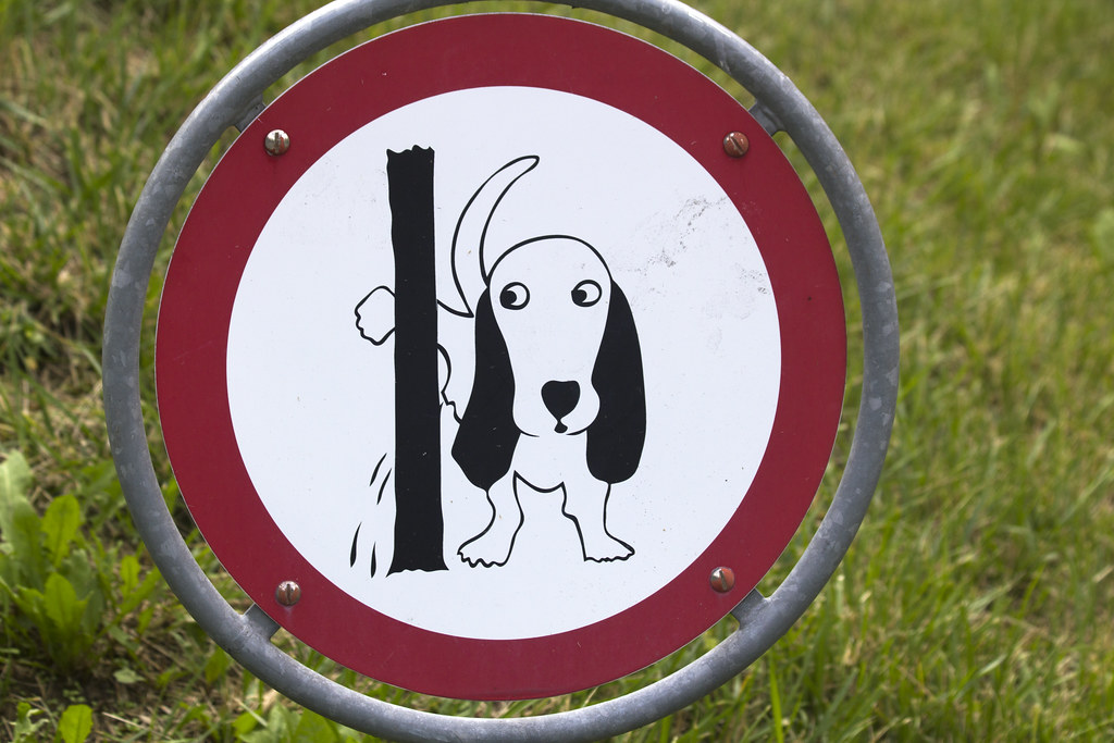 how to get rid of dog pee smell