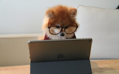 Professional Dog Training Techniques