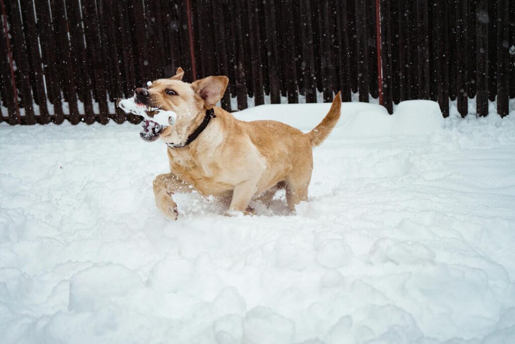 A lively Labrador Retriever running through snow in a winter landscape.