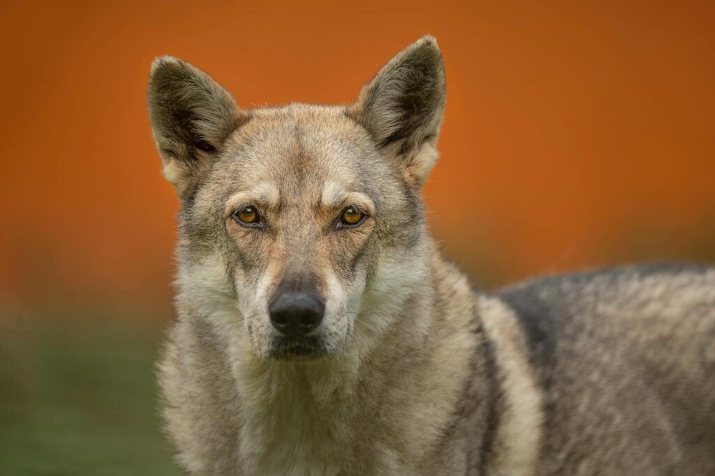 A close-up portrait of a Czechoslovakian Wolfdog with an intense gaze against a blurred background.
