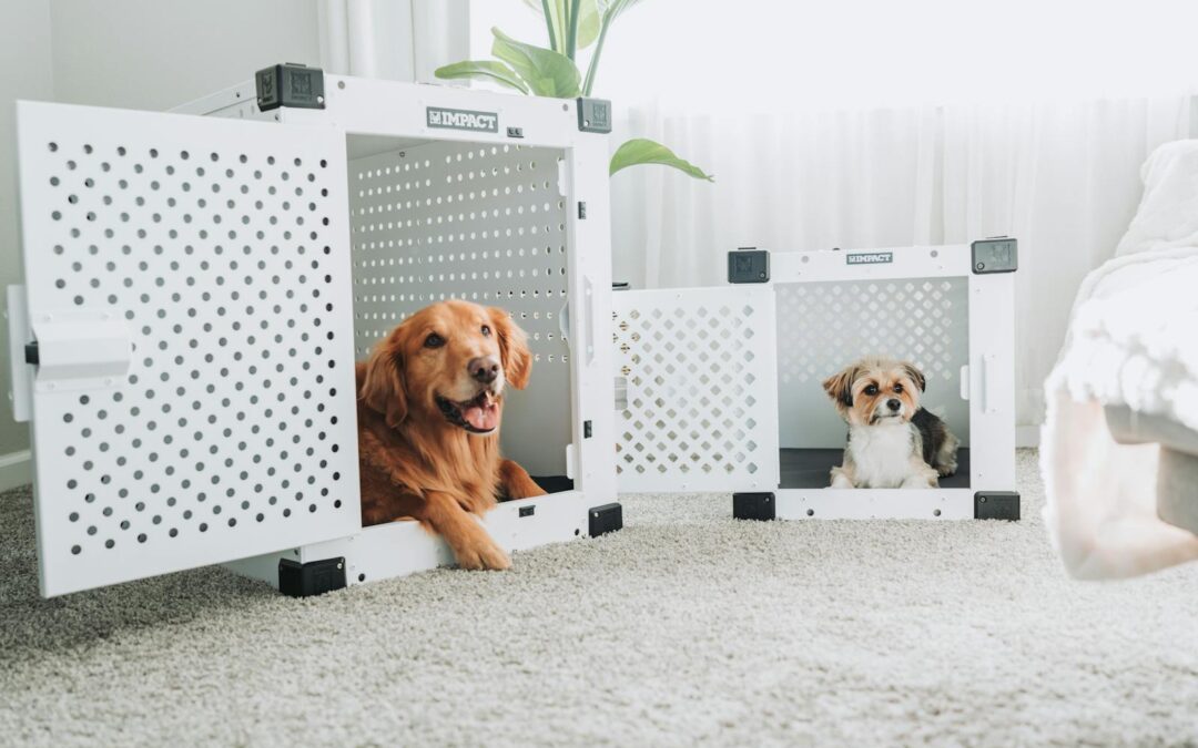 Crate Training 101: Tips for a Stress-Free Experience