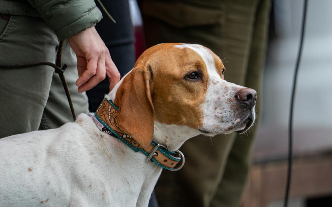 Do Balanced Dog Training Methods Beat Positive Reinforcement Dog Training Methods?