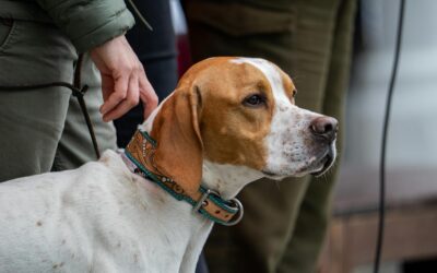 Do Balanced Dog Training Methods Beat Positive Reinforcement Dog Training Methods?