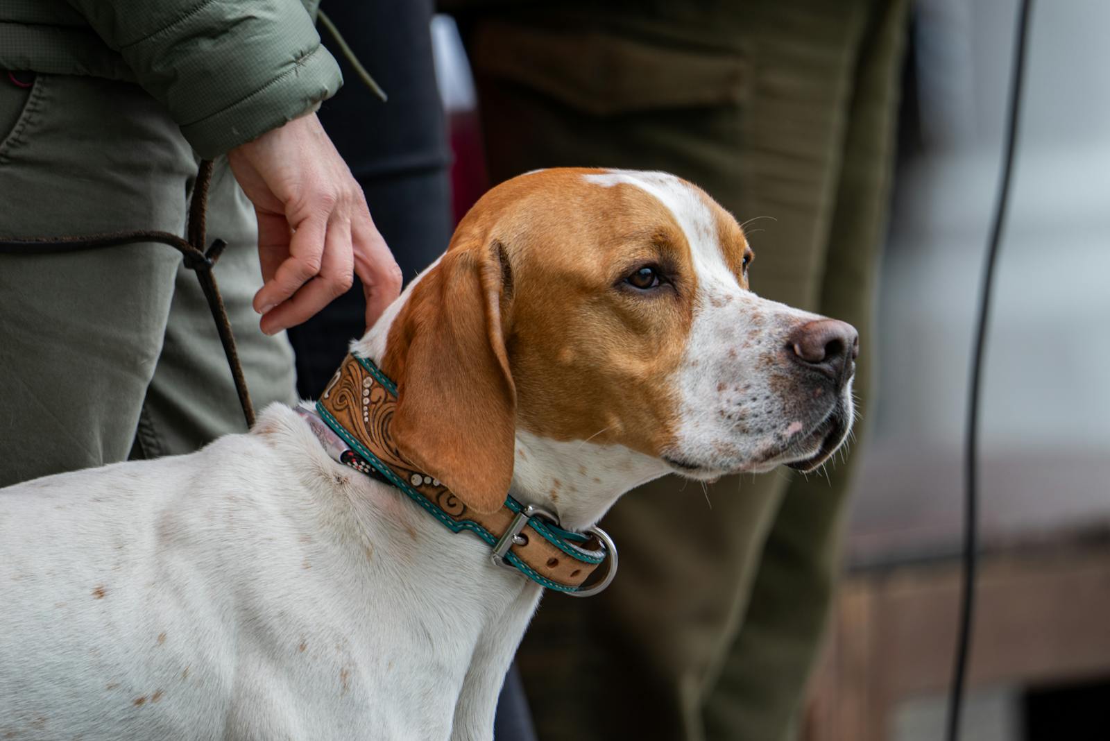 positive reinforcement dog training