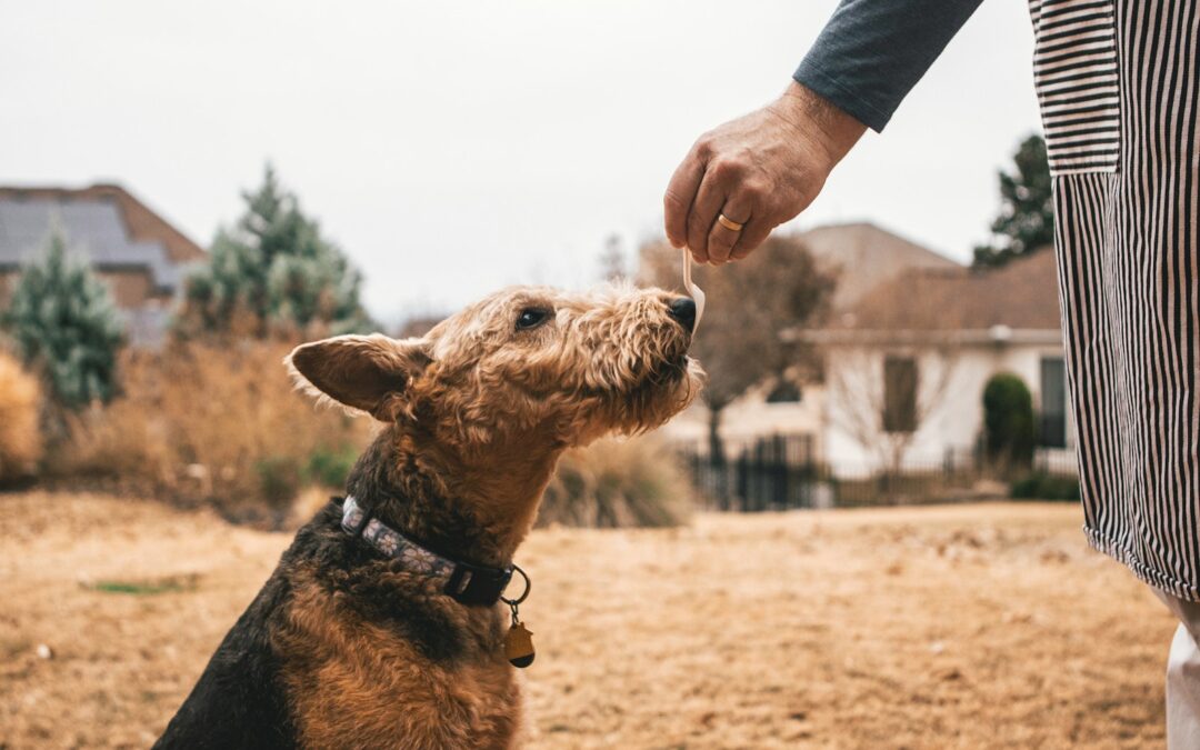10 Basic Dog Commands Every Dog Should Know