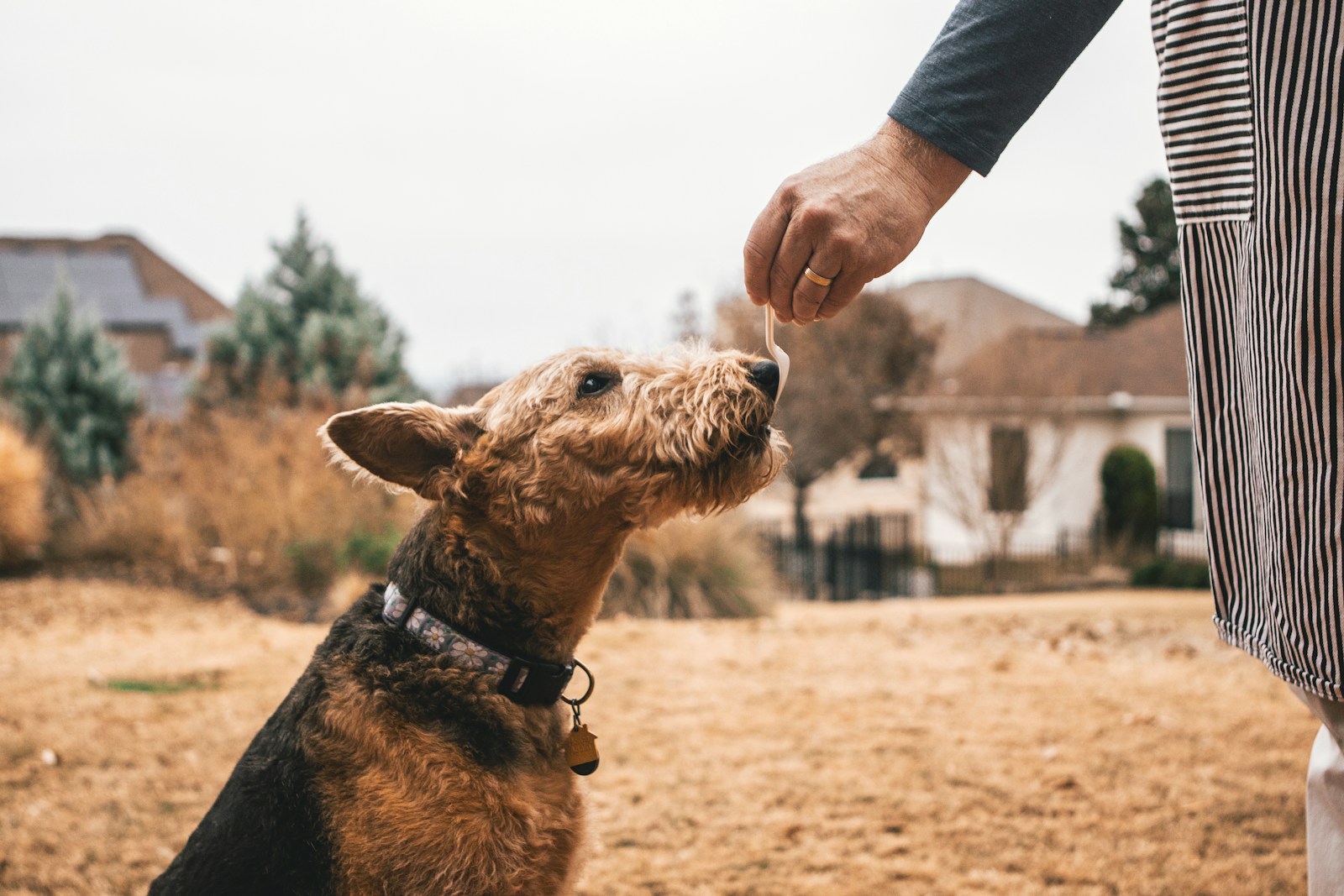 dog commands