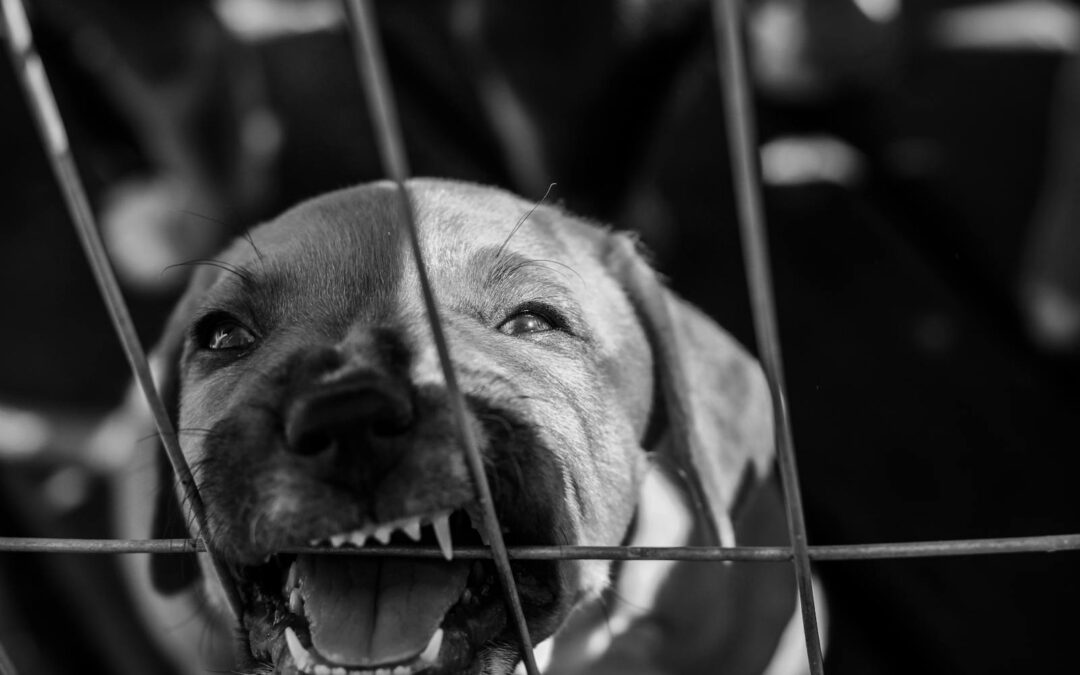 Crate Training a Dog: The Complete Guide for Success