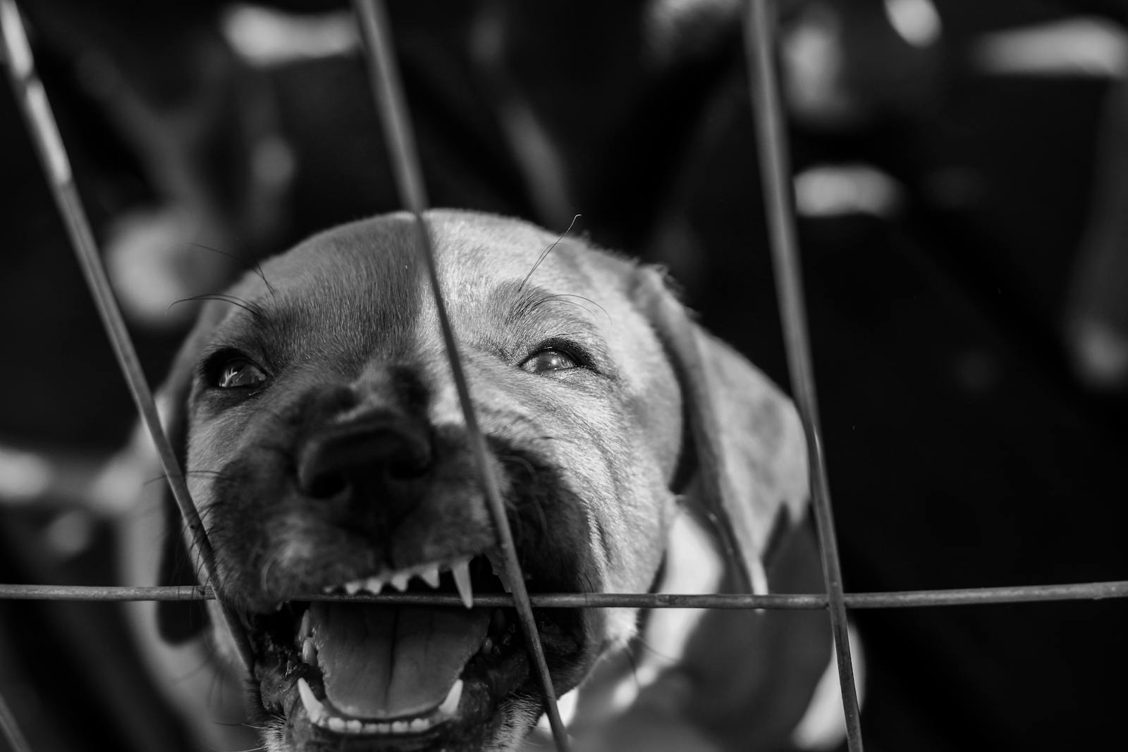 crate training a dog