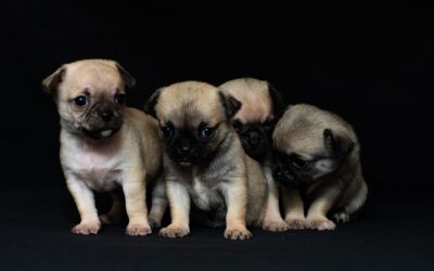 How to Survive the Puppy Stages (Without Losing Your Mind)