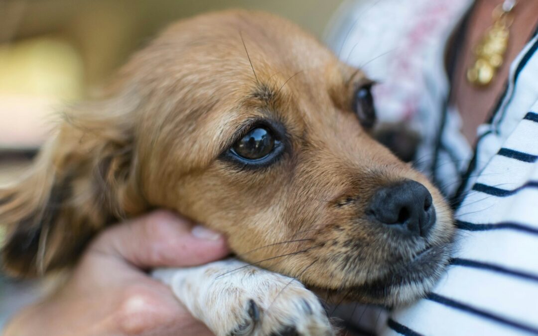 Dog Separation Anxiety Training: Signs And Training Tips That Work