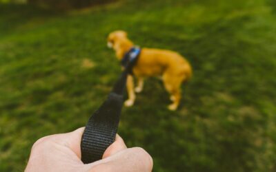 Why Consistency Is Key in Dog Leash Training