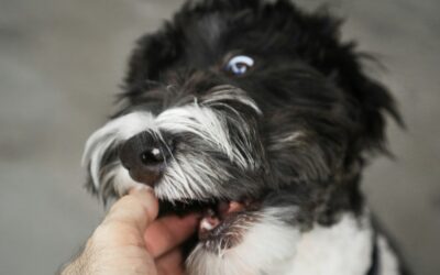 Puppy Biting: What’s Normal and How to Stop It