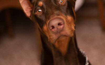 Why Is My Dog Staring at Me? 8 Reasons Behind That Intense Gaze