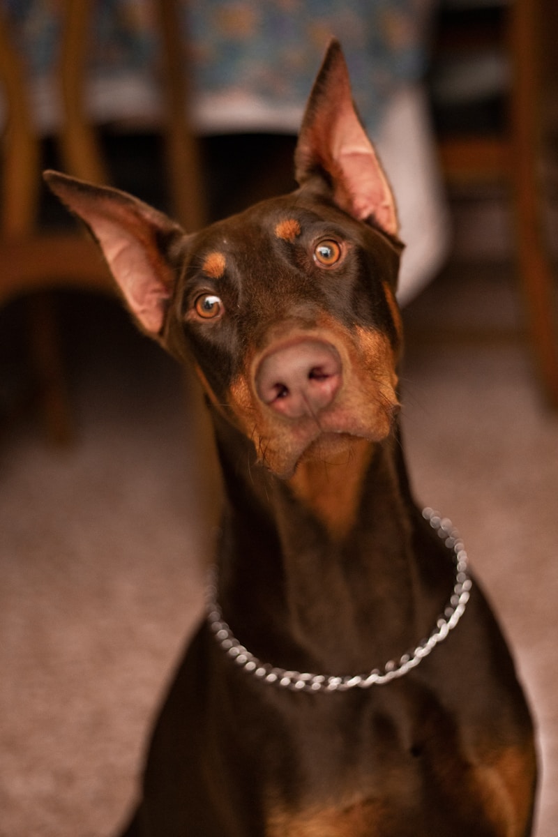 why does my dog stare at me?