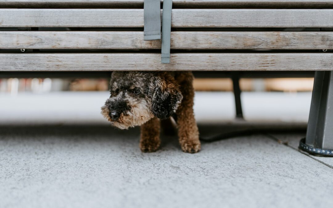 How to Train Your Dog Out of Separation Anxiety: A Complete Guide To Dog Separation Anxiety Training