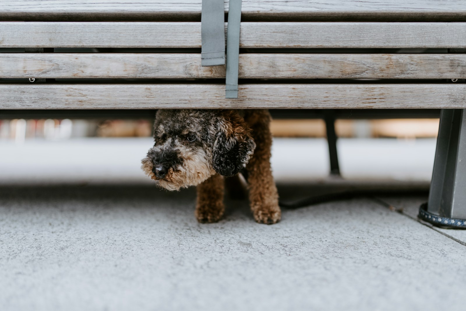 dog separation anxiety training
