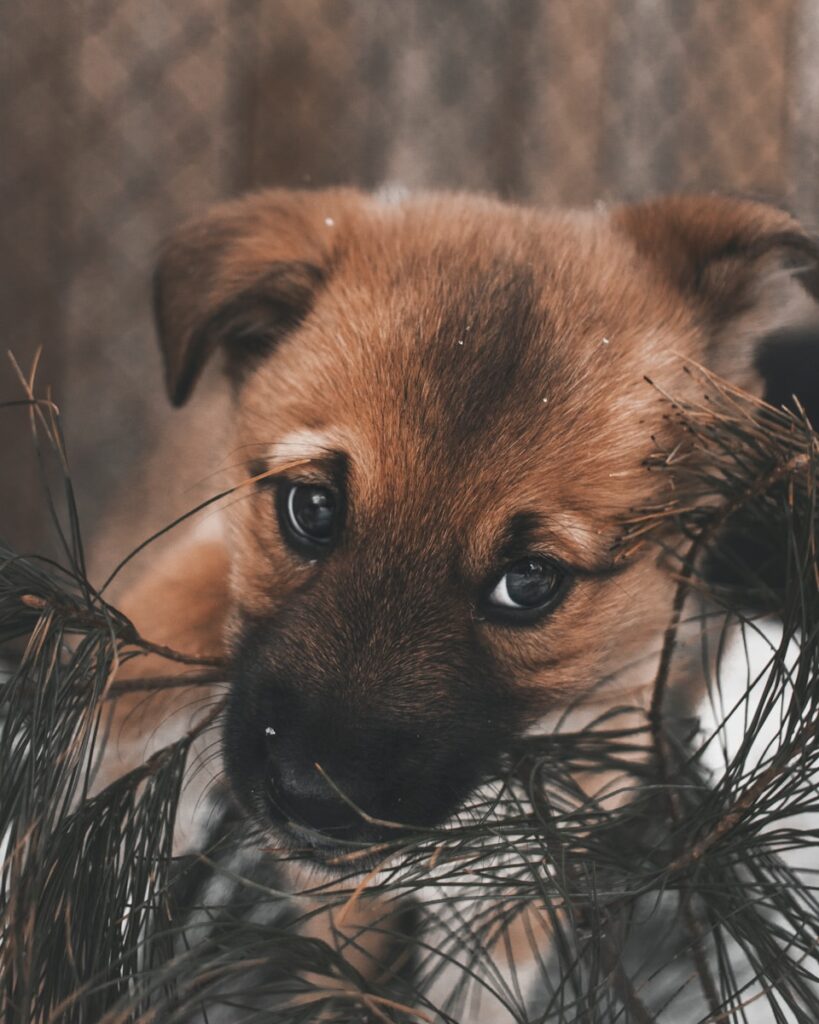 brown puppy biting leaves