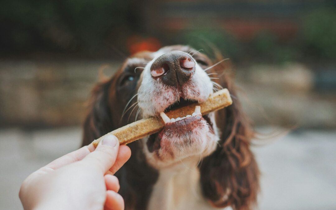 The Complete Guide to Dog Training Treats: Choosing the Perfect Reward