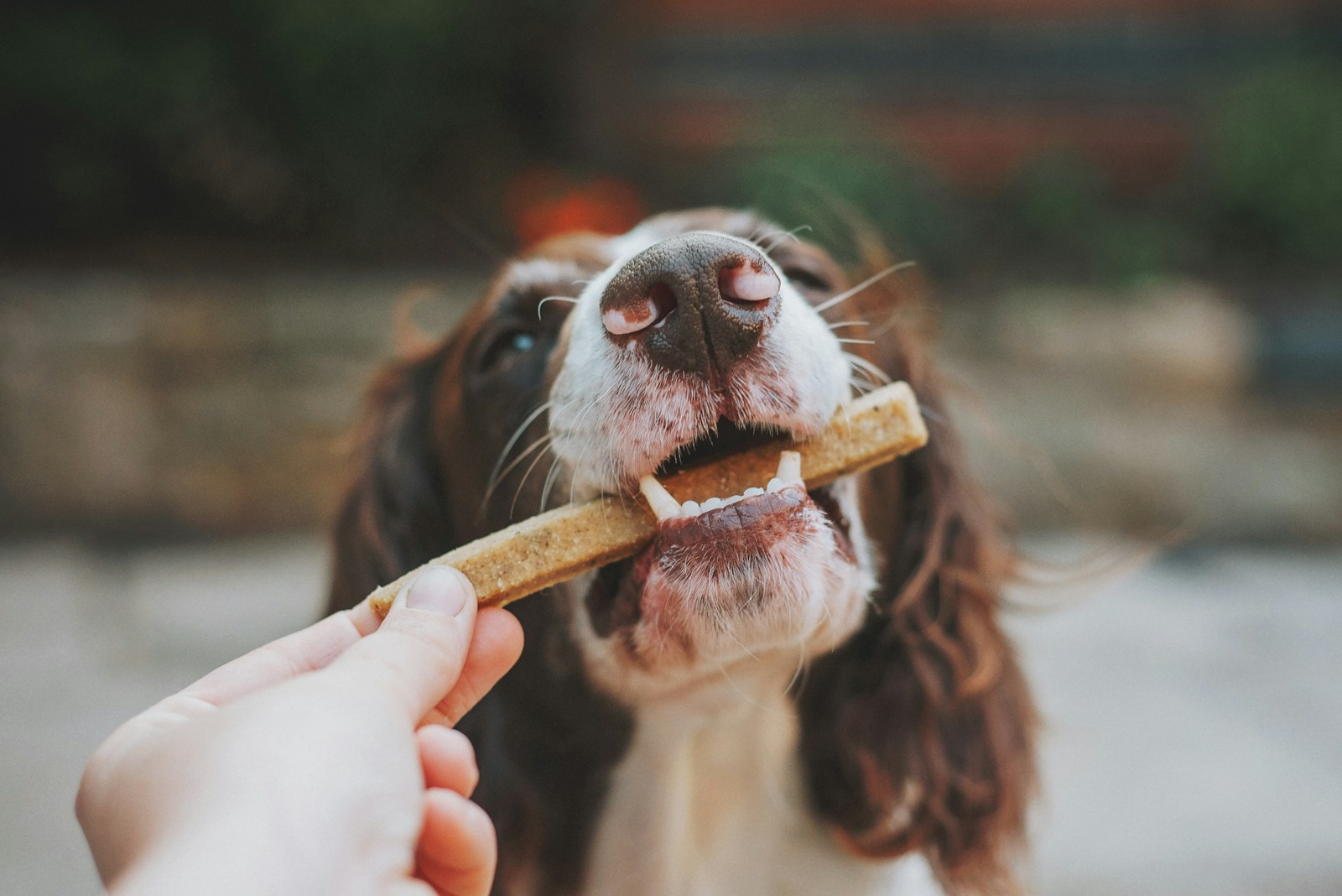 dog training treats