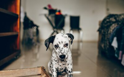 Dog Potty Training: A Complete Guide for New Pet Parents